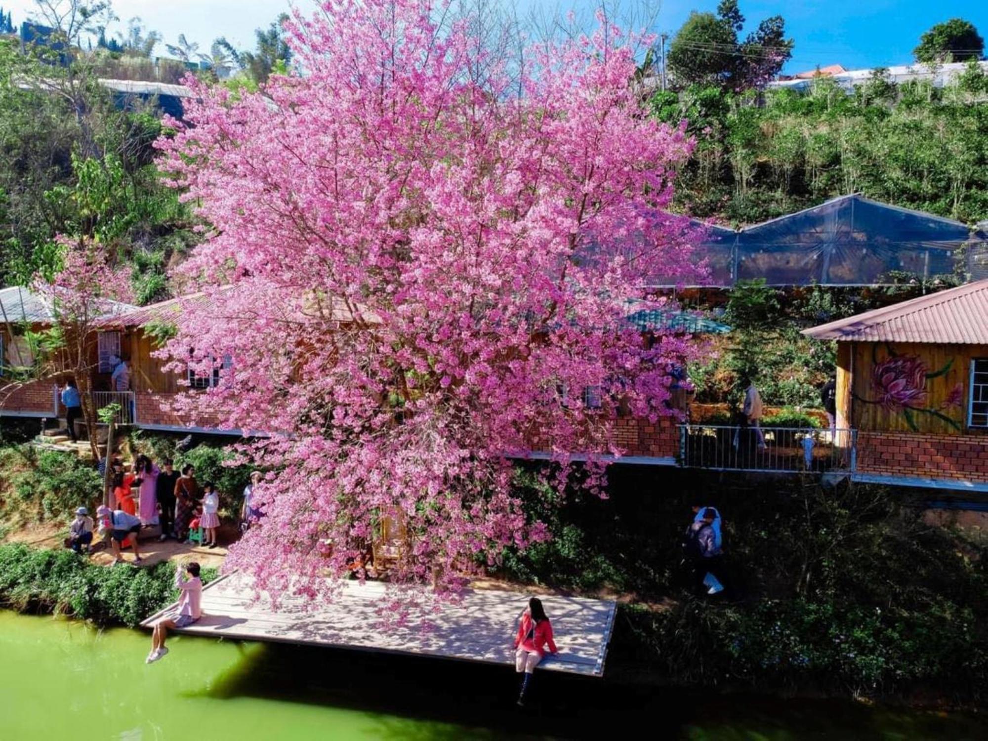 Nha Ben Ho - Da Lat Homestay מראה חיצוני תמונה