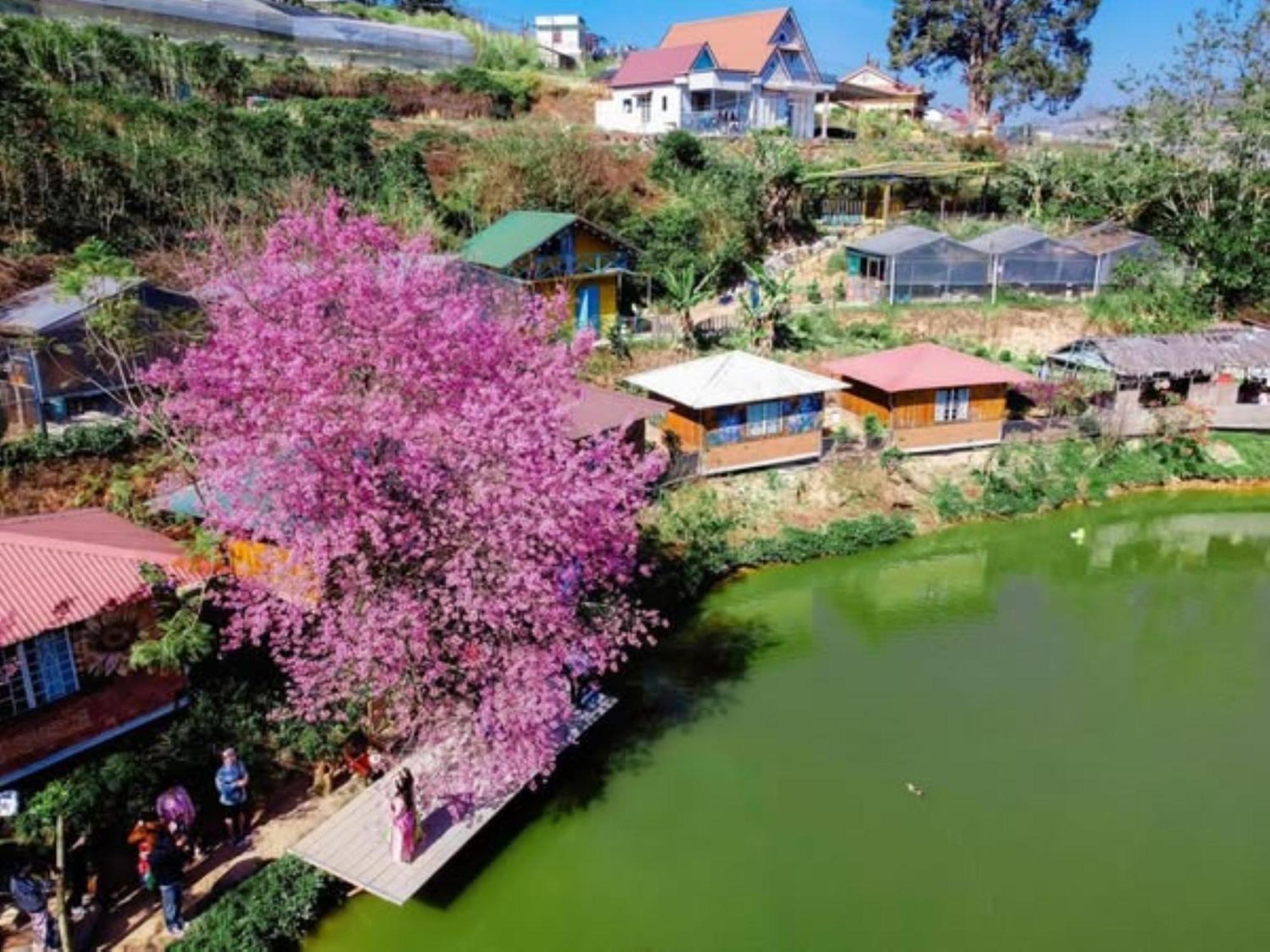 Nha Ben Ho - Da Lat Homestay מראה חיצוני תמונה