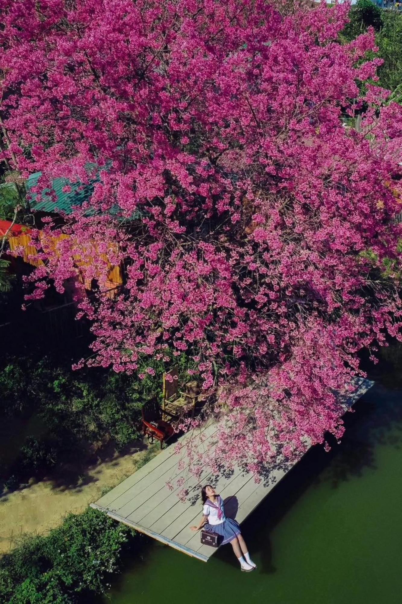 Nha Ben Ho - Da Lat Homestay מראה חיצוני תמונה